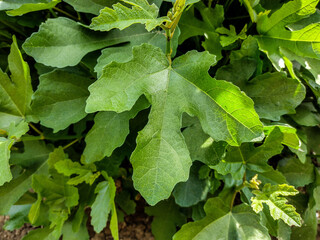 Edible fig (Ficus carica) leaves - closeup