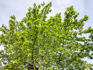 green maple tree in the spring - Baia Mare, Romania