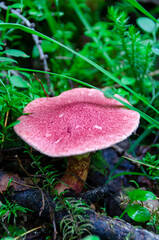 Pink edible mushroom in the forest