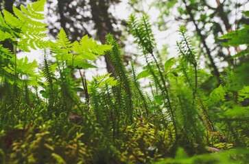 Wild fern and green moss