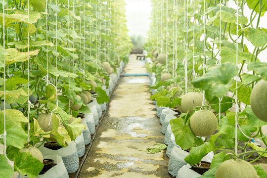Young melons growing supported by string melon nets in greenhouse. organic farm. Cantaloupe, Farm, Food, Fruit