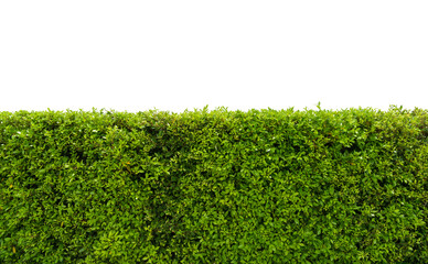 Green tree wall fence with concrete floor isolated on white background for park or garden...