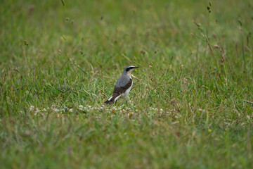 Northern Wheatear (Oenanthe oenanthe) perched on grass