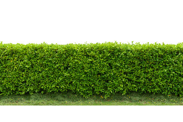 Green tree wall fence with concrete floor isolated on white background for park or garden...