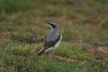 Northern Wheatear (Oenanthe oenanthe) perched on grass