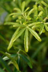 Mexican orange White Dazzler