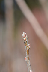 Apple tree Granny Smith