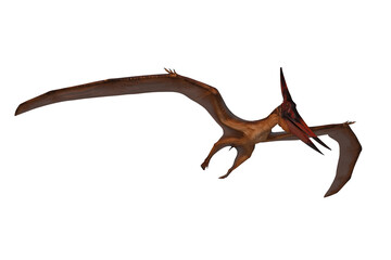Pterandodon dinosaur in flight hunting. 3D illustration isolated on white with clipping path. © IG Digital Arts