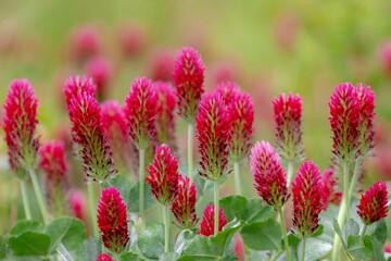 Selective focus of wild flowers in the feild, Red feather clover (Purpere klaver) Trifolium rubens is a species of flowering plant belonging to the family Fabaceae, Nature floral pattern background.