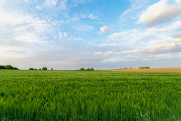 Landscape of hilly countryside of South Limburg (Zuid-Limburg) Young green barley (gerst) on the field under blue sky in evening before sunset, Soft ears of wheat or rye in the farm, Agriculture.