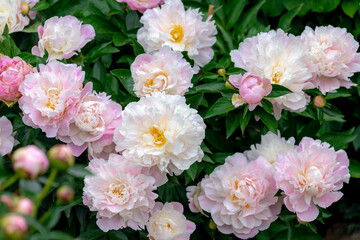 Obraz na płótnie Canvas Selective focus of white pink flower Paeonia officinalis or common peony blooming in garden, Boerenpioen flowers is a species of flowering plant in the family Paeoniaceae, Natural floral background.