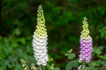 Selective focus of white and pink Digitalis purpurea (Lady's glove) in the garden, The common...