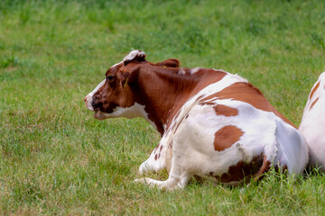Naklejka na ściany i meble Back view of Dutch cow (white, orange or brown) sitting down on green grass meadow, Holland typical landscape in summer, Open farm with dairy cattle on the field in countryside farm, Netherlands.