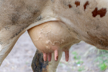 Close up of cow udder with selective focus, Young female white orange and brown Dutch cow standing  on the green grass meadow, Open farm with dairy cattle on the field in countryside farm, Netherlands