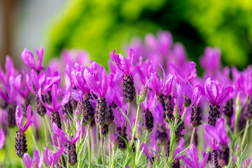 Selective focus of flowers of Lavandula stoechas in the garden with green leaves, The Spanish lavender is a species of flowering plant in the family Lamiaceae, Nature floral background.
