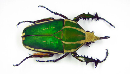 Big green african flower beetle Mecynorhina torquata close up isolated on white. Cetoniidae....