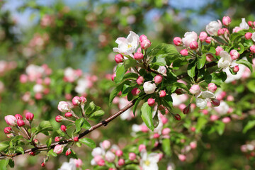 Apple blossom on a branch in spring garden in sunny day. Pink buds and flowers with green leaves