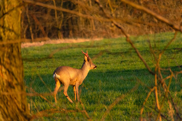 Roe deer shedding its antler skin, spring view