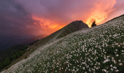 Sea of narcissus (daffodil) flowers on the slopes of Golica hill