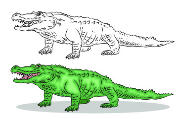 Obraz premiumVector image of a crocodile. Black and white and color illustration. Coloring book for children.