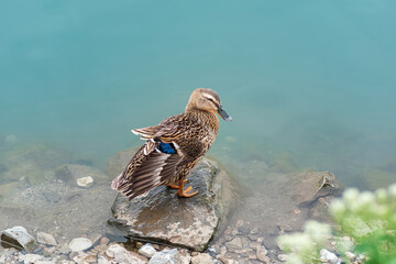 mallard duck, dries on a stone near the shore
