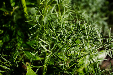 Green natural background. Close up of green grass. Summer landscape. 