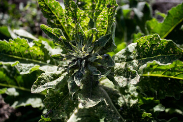 A beautiful green plant. Green natural background. Summer landscape.