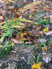 Feuersalamander im Wald versteckt