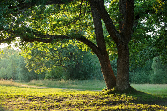 Belarus nature, sunny summer landscape with oaks near the Isloch river