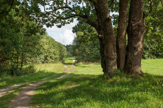 Belarus nature, sunny summer landscape with oaks near the Isloch river