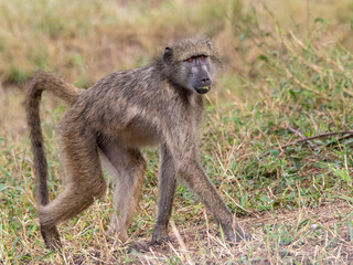 A juvenile chacma baboon isolated in the African wilderness