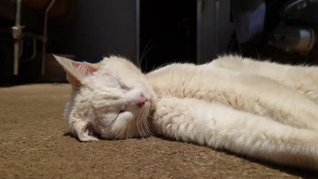 満腹での昼下がり。最高の気候に恵まれた今日に感謝し、私は昼寝をします。おやすみニャーzzz【名前】ハピちゃん【撮影日時】2022年5月25日　14時頃