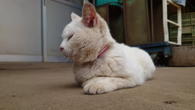 満腹での昼下がり。最高の気候に恵まれた今日に感謝し、私は昼寝をします。おやすみニャーzzz【名前】ハピちゃん【撮影日時】2022年5月25日　14時頃