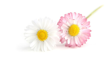 Bellis flowers isolated on white background. Small white pink meadow flowers. © vaitekune