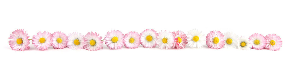 Bellis flowers isolated on white background. Small white pink meadow flowers.