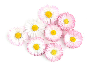 Bellis flowers isolated on white background. Small white pink meadow flowers.