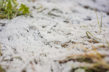 Long grass covered with the first autumn snow