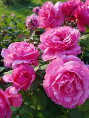 Pink roses