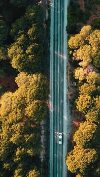 main road covered with trees