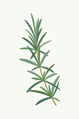 Obraz premium Branch of rosemary. Flat vector colorful illustration.