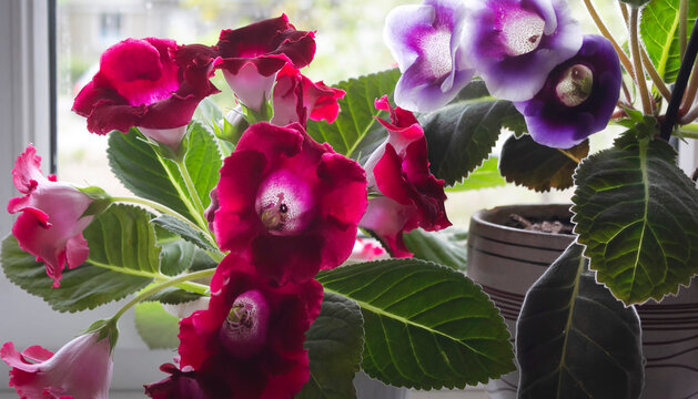 Fresh gloxinia plants with flowers in red, purple hues and green leaves on the windowsill