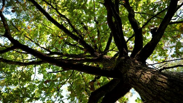 Bottom view of oak tree crown in autumn. Camera slowly spins making parallax efect.