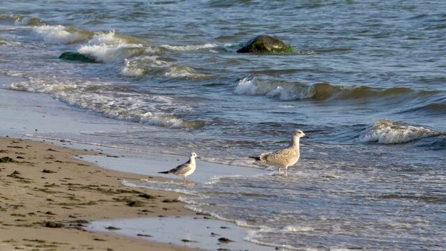 White seagulls on the sandy beach of Baltic sea in Lithuania.