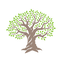 Fototapeta premium Olive or oak tree. Design vector template