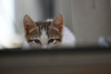Turkish stray kitten. Homeless kitten. Istanbul Turkey, 