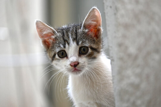 Turkish stray kitten. Homeless kitten. Frightened.  INJURED NOSE. Istanbul Turkey, 
