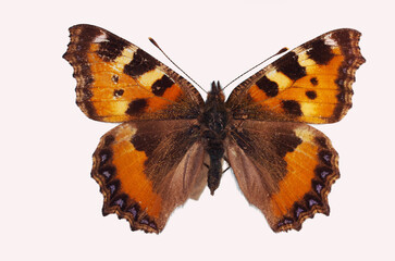 Small Tortoiseshell (Vanessa urticae) A butterflies from the nymphalidae family. Isolated on white background.
