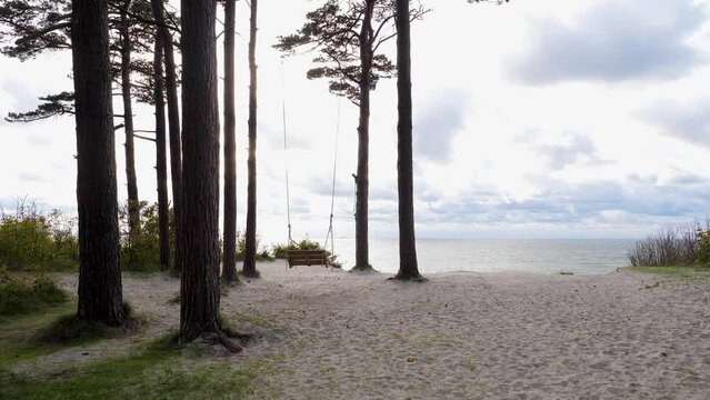 A wooden swing hanging between two pine trees growing on sandy hillside. Beautiful sunset on the Baltic sea at "Dutchman cap" place near Klaipeda.