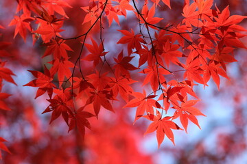 紅葉