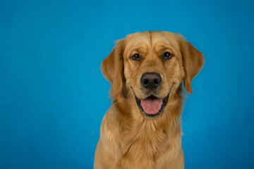 Golden retriever dog catching tennis ball in photo studio on blue background